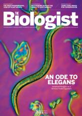 Magazine /images/biologist/archive/2019_12_12_Vol66_No6_An_Ode_to_Elegans