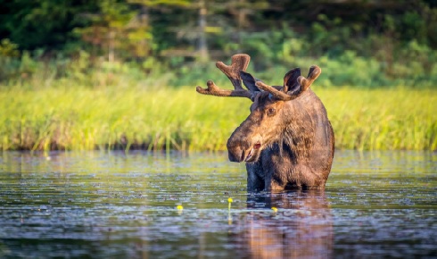 gene drive moose